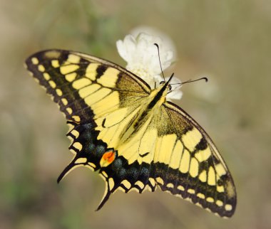 Papilio machaon clipart