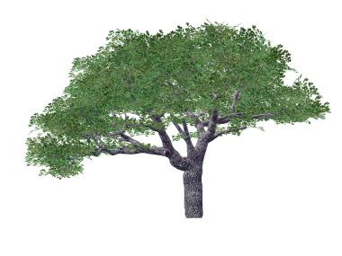 Green tree clipart