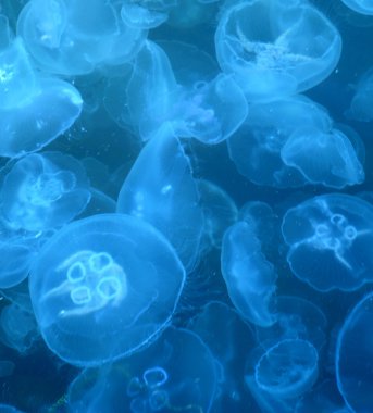 Jellyfishes clipart