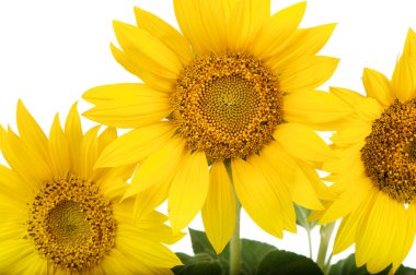 Sunflowers isolated clipart
