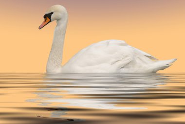 Swan in lake cream background clipart