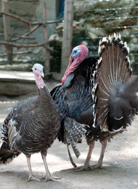 Turkey cock clipart