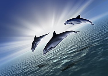 Three dolphin diagonal clipart