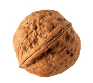 Walnut clipart