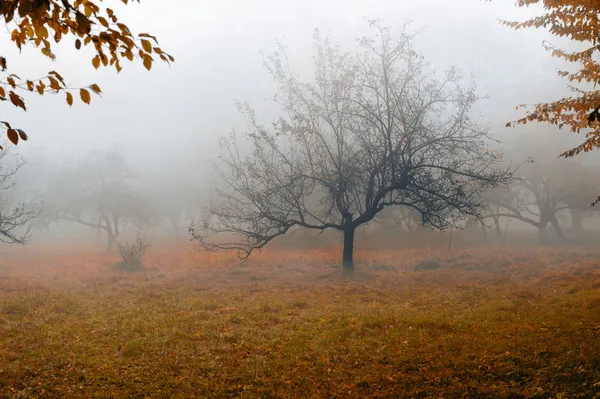 Дерево в тумане . — стоковое фото
