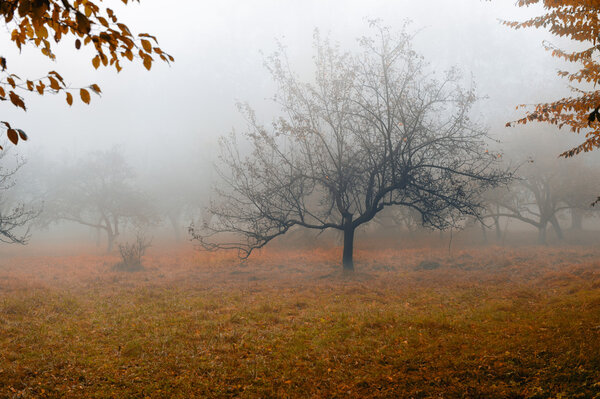 Дерево в тумане
.