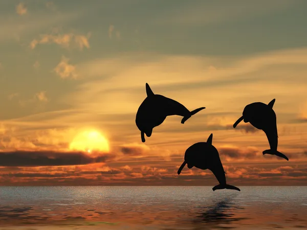 Delfín y puesta de sol —  Fotos de Stock