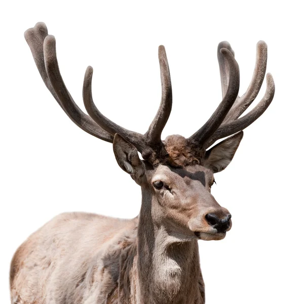 Deer isolated — Zdjęcie stockowe