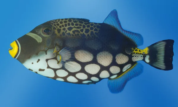 Exotic fish — Stock Photo, Image