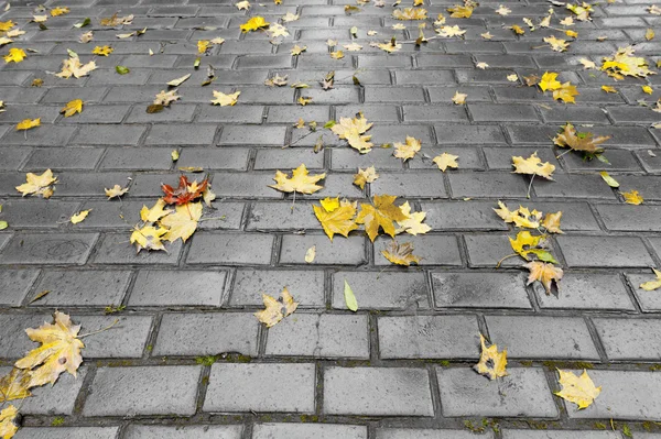 Acera pavimentada con follaje otoñal —  Fotos de Stock