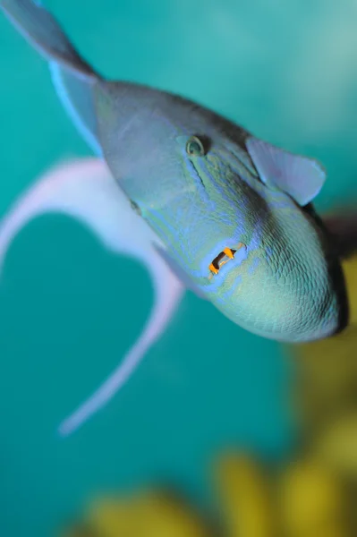热带的掠食性鱼类 — 图库照片