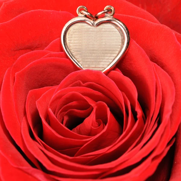 Coração de ouro em uma rosa vermelha — Fotografia de Stock