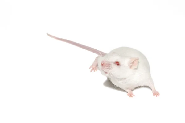 Isolierte weiße Maus — Stockfoto