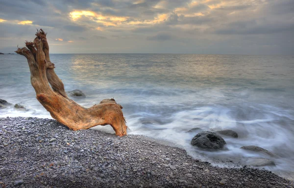 Das nächtliche Meer und Holz — Stockfoto