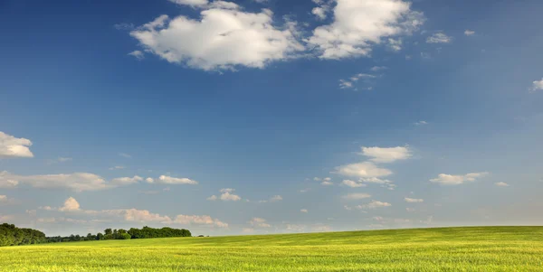Groen veld en de donker blauwe hemel — Stockfoto