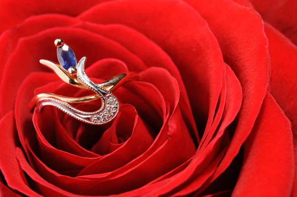 Кільце з сапфіром в червоній троянді — стокове фото