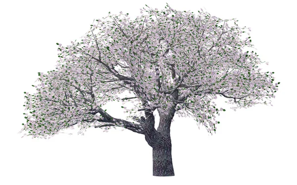 Árvore da flor da primavera — Fotografia de Stock