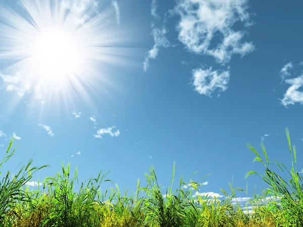 Słońce i łąka — Zdjęcie stockowe