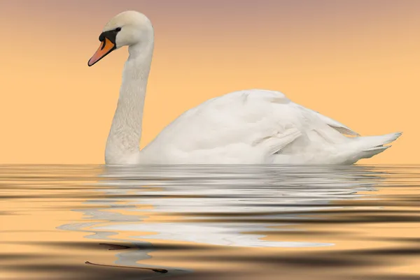 Cisne en fondo crema lago — Foto de Stock