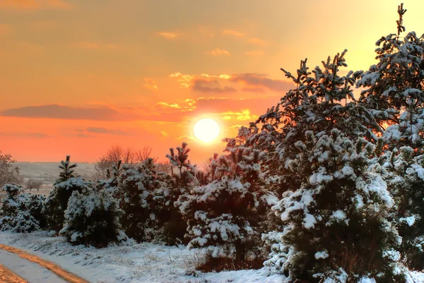 Solnedgång i vinterskogen — Stockfoto