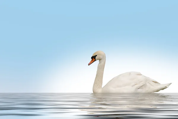 Swan di danau — Stok Foto