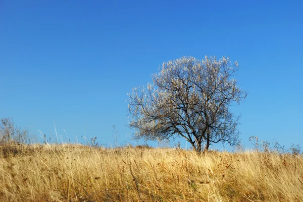 Árbol en un prado — Foto de Stock