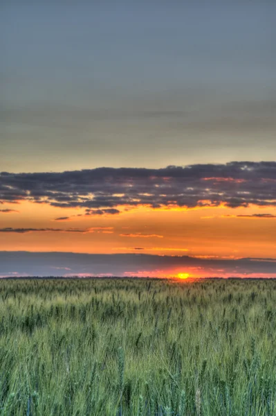 Пшеница и закат — стоковое фото