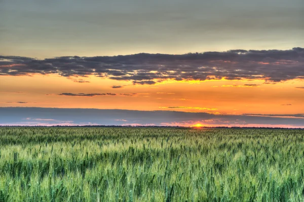 Weizen und Sonnenuntergang — Stockfoto