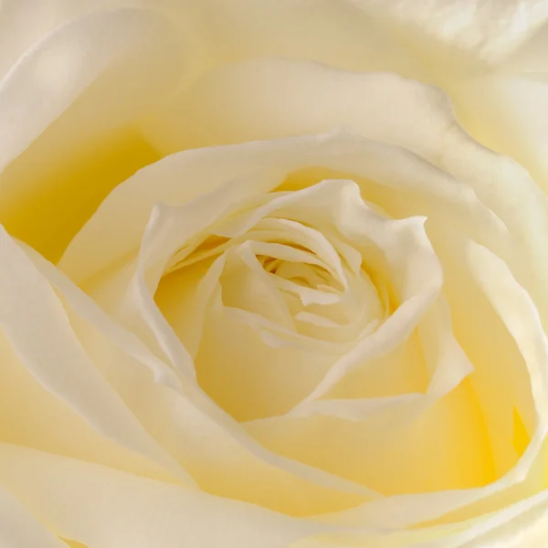 Amarelo rosa close-up — Fotografia de Stock