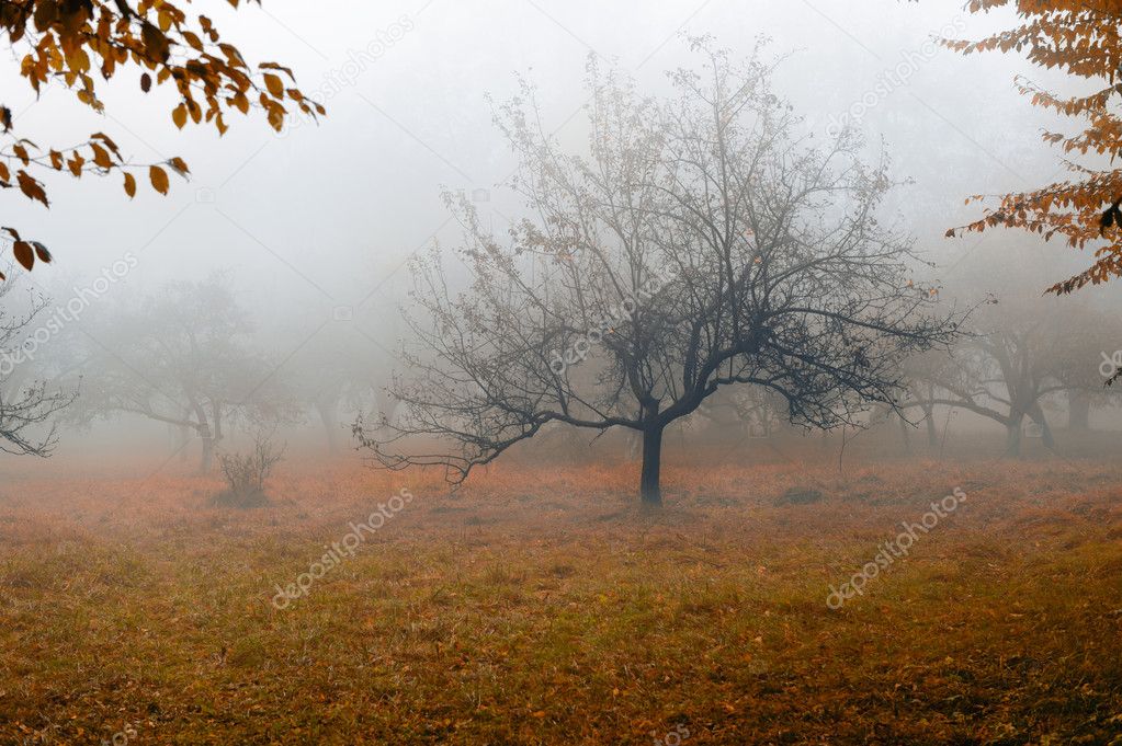 Tree in a fog.
