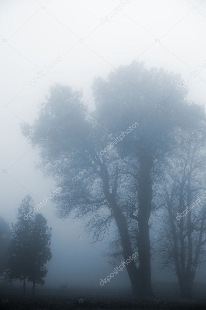 Tree in a fog.
