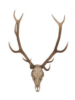 Horns of an animal clipart