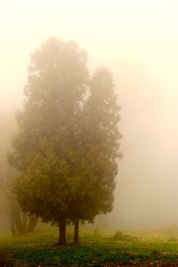 Tree in a fog. clipart