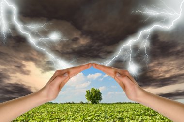 Two hands preserve a green tree against a thunder-storm