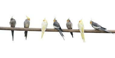 Color parrots on a pole clipart