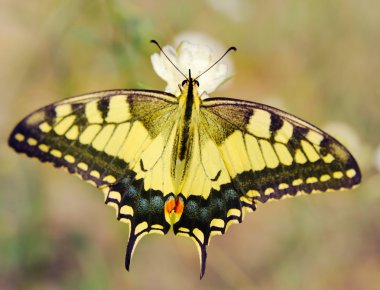 Papilio machaon clipart