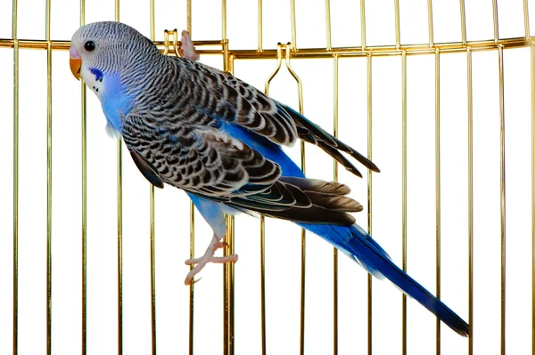 Parrot on a lattice cage — Zdjęcie stockowe