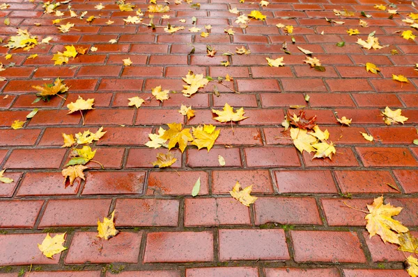 Zpevněné chodník s podzimní listí — Stock fotografie
