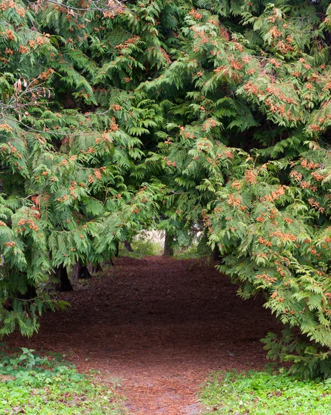 Iğne yapraklı ağaçların arasında kemer patika — Stok fotoğraf