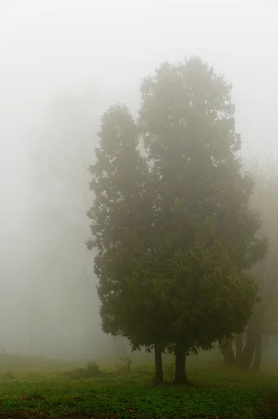 Дерево в тумане . — стоковое фото