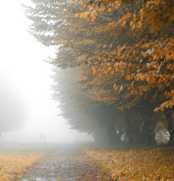 在有雾的公园小巷 — 图库照片