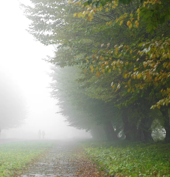 Alleyway in foggy park — Stock Photo, Image