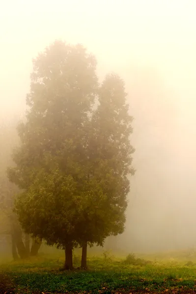 在雾中的树. — 图库照片