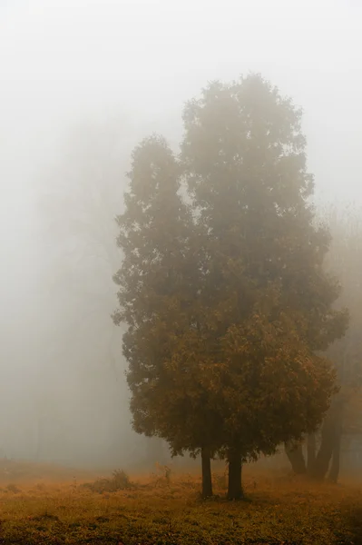 Δέντρο σε μια ομίχλη. — Φωτογραφία Αρχείου