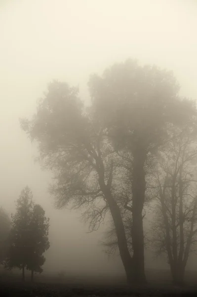 Albero nella nebbia . — Foto Stock