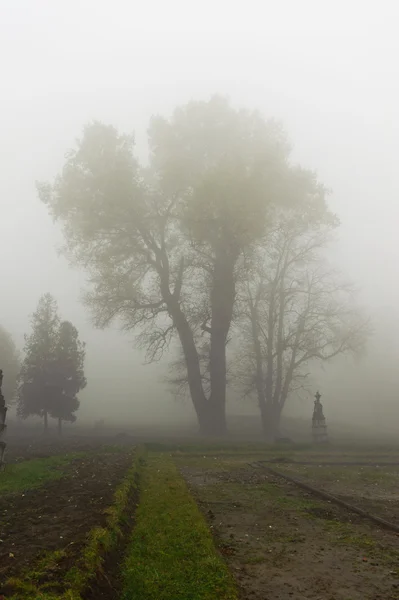 ツリーは霧の中で. — ストック写真