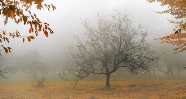 在雾中的树. — 图库照片