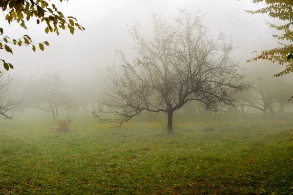 Árvore em um nevoeiro . — Fotografia de Stock