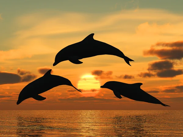 イルカの黄色の夕日 — ストック写真