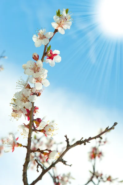 Ramas florecientes de un árbol con haz de sol —  Fotos de Stock